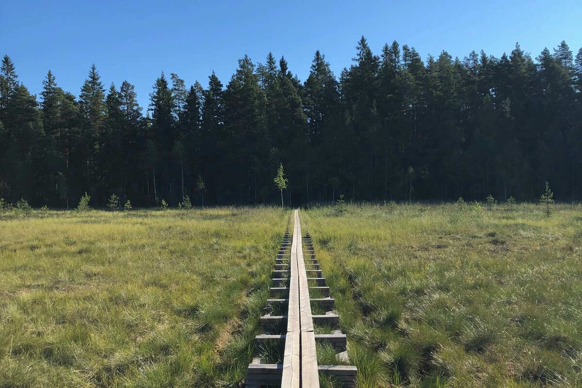 Aurinkoinen polku suomalaisessa kansallispuistossa koivujen reunustamana