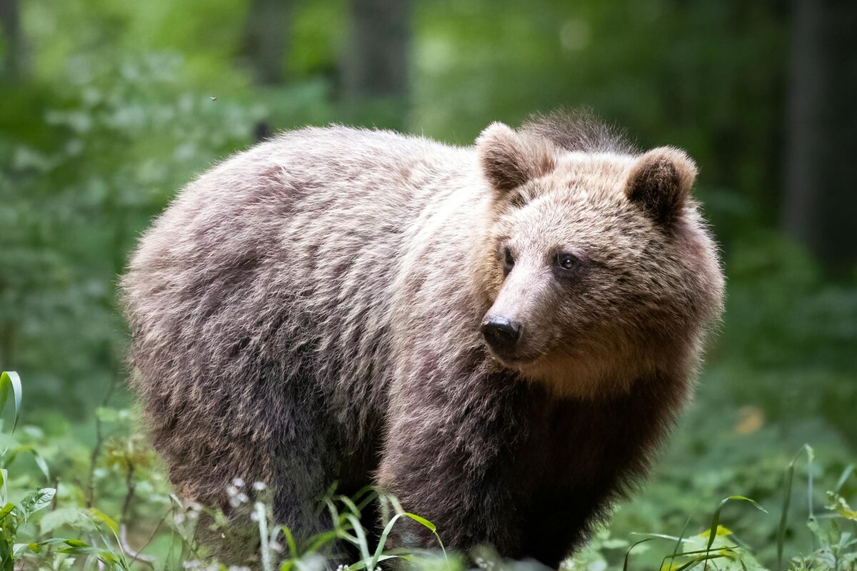 Karhu seisoo suomalaisessa metsässä aamuhämärässä