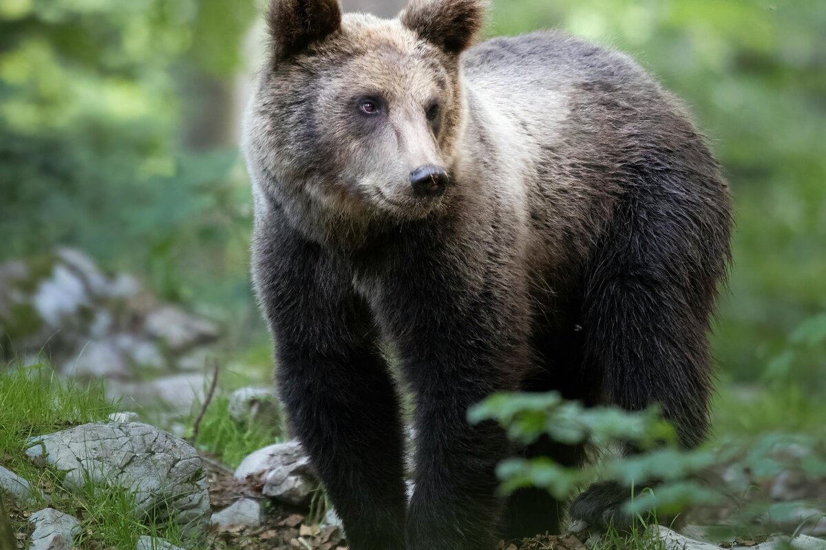 Piilokoju erämaassa iltahämärässä karhunkatselua varten