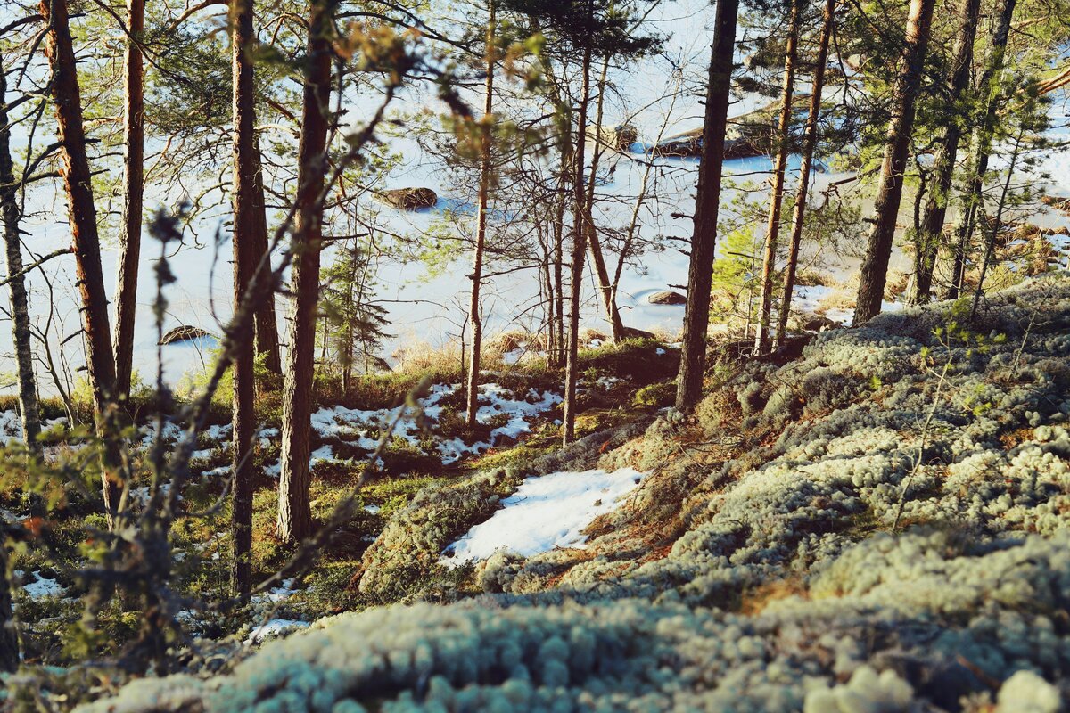 Keväinen metsä jossa lumi sulaa ja ensimmäiset vihreät versot nousevat