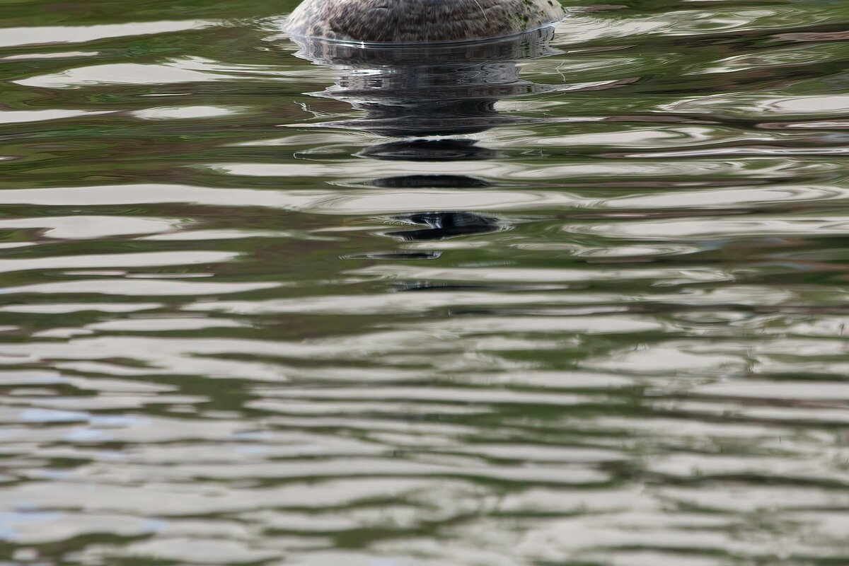 Saimaannorppa lepäilee rantakalliolla Saimaan rannalla